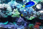 Korallen-Riff Aquarium